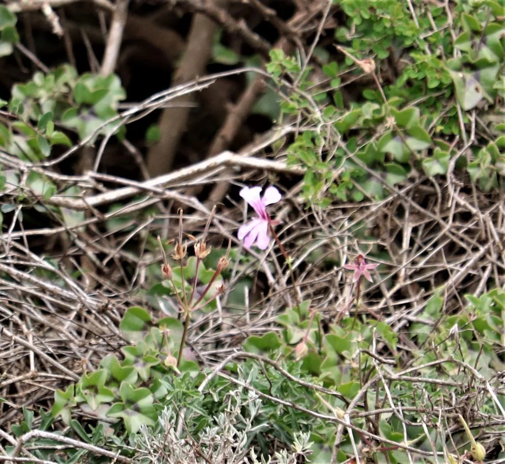 Pelargonium Peltatum