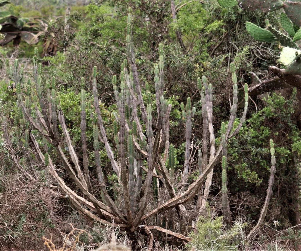 Euphorbia Coerulescens