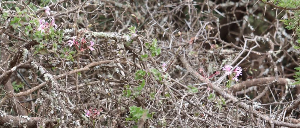 Pelargonium Peltatum