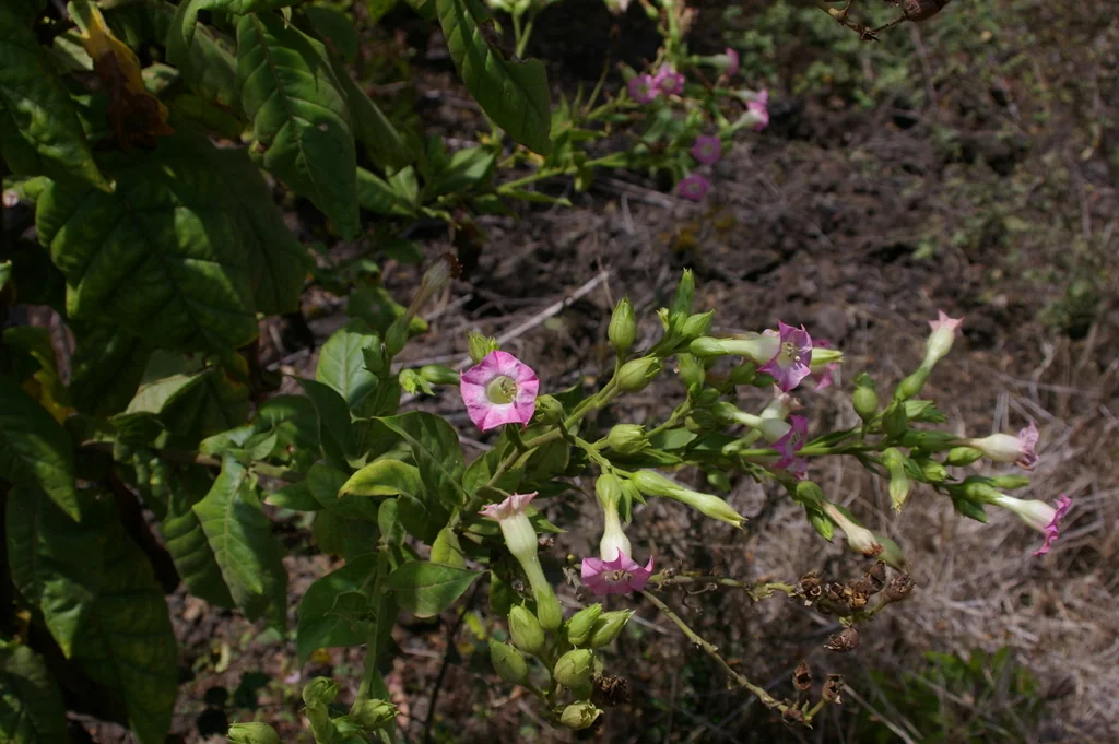 Nicotiana Tabacum