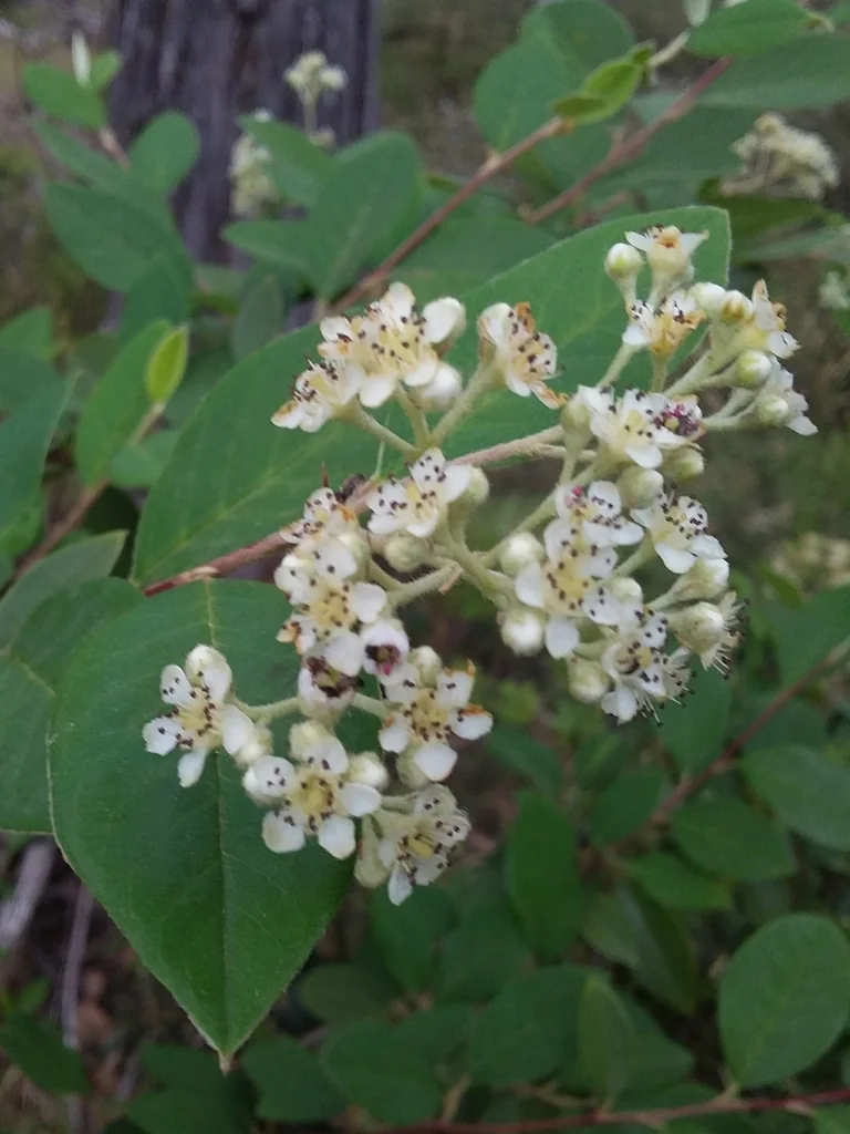 Cotoneaster Glaucophyllus