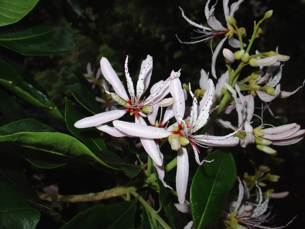 Calodendrum Capense