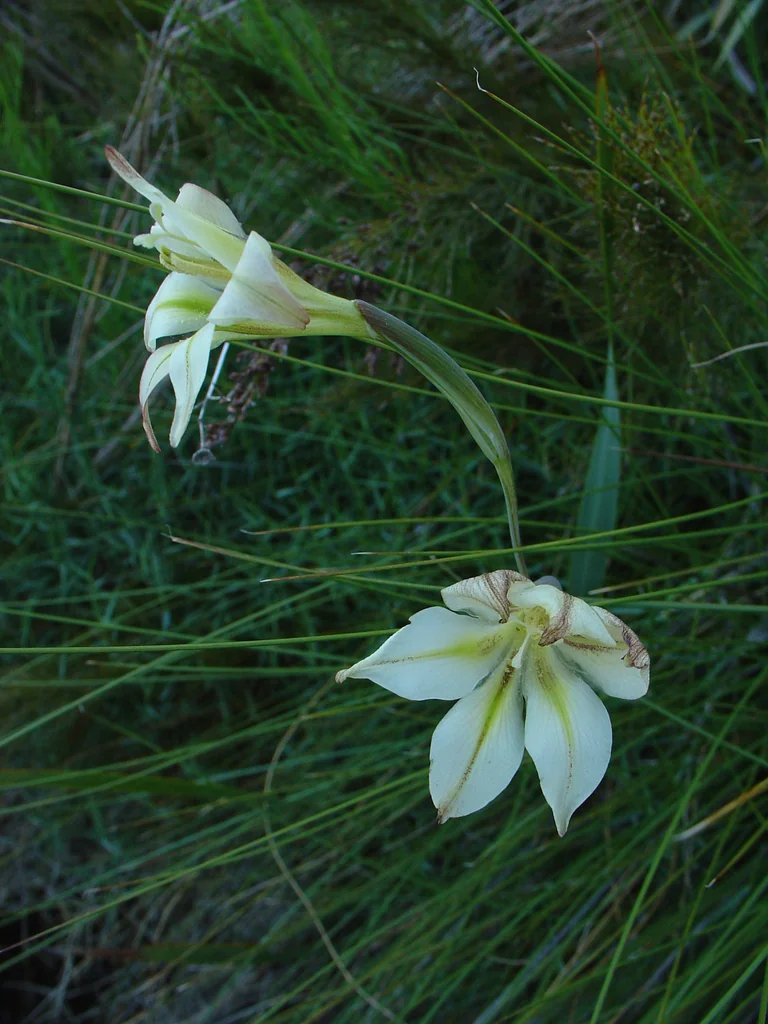 Gladiolus Tristis