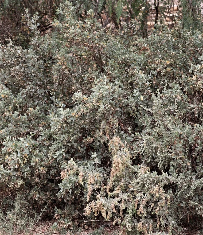Atriplex Nummularia