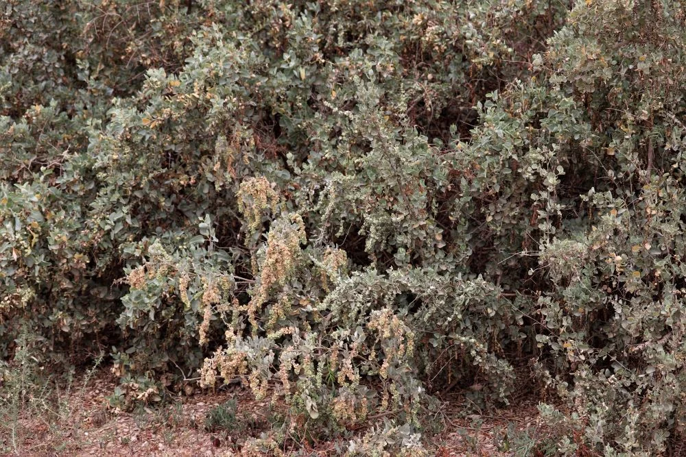 Atriplex Nummularia