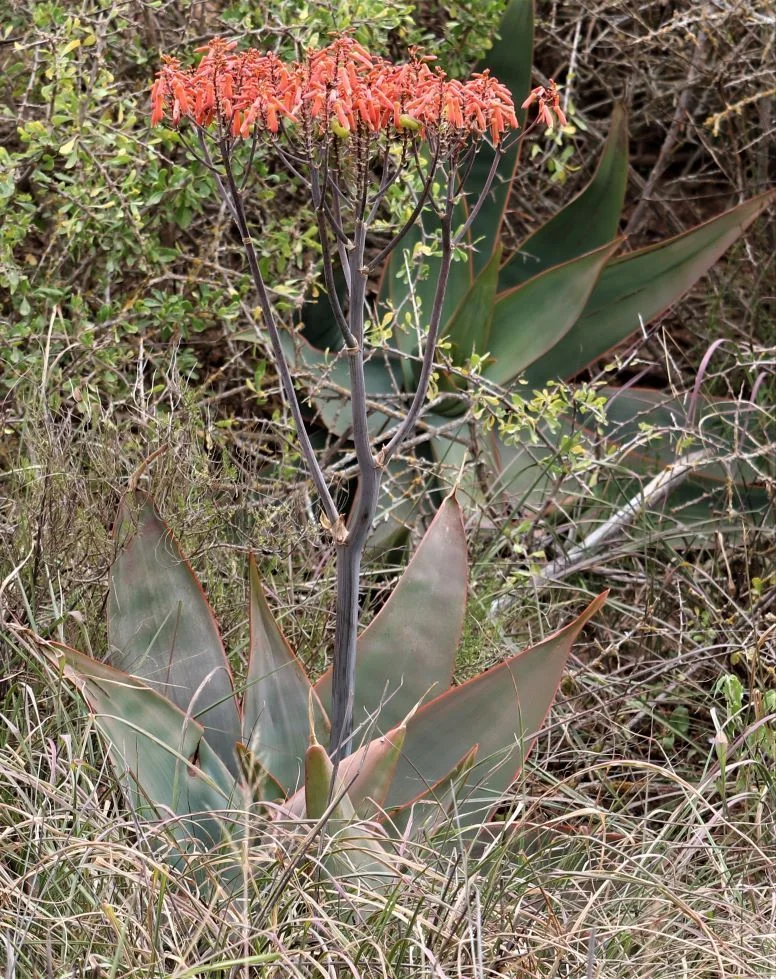 Aloe Striata