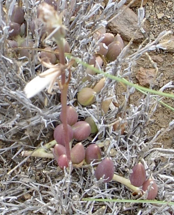 Senecio Radicans