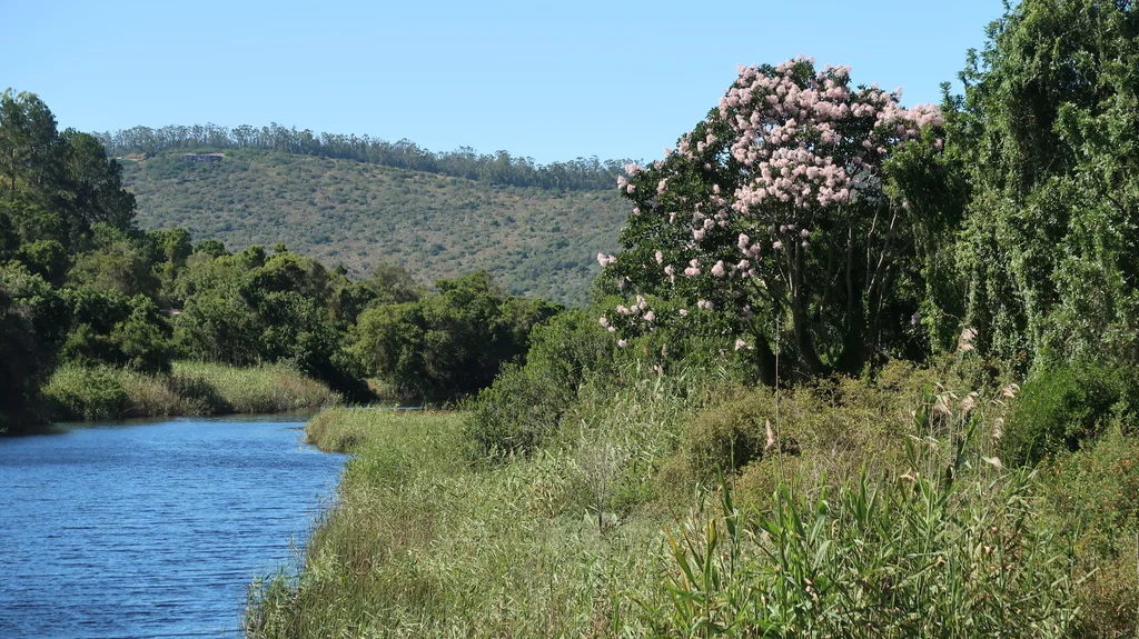 Calodendrum Capense