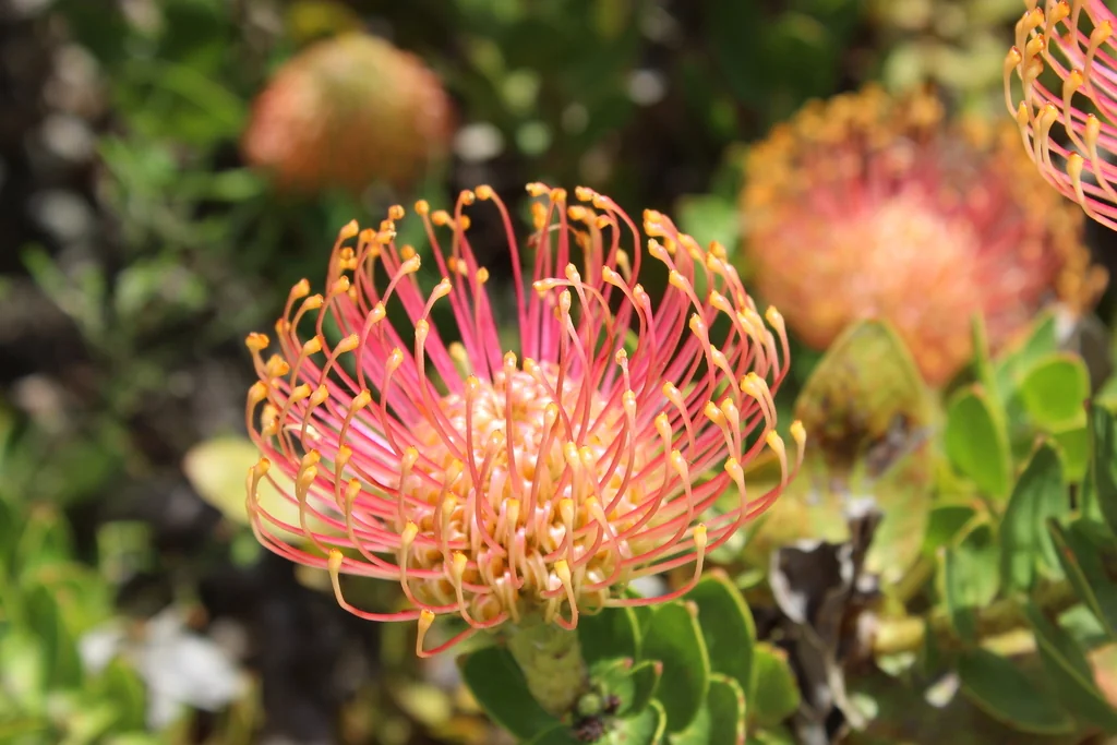 Leucospermum Cordifolium