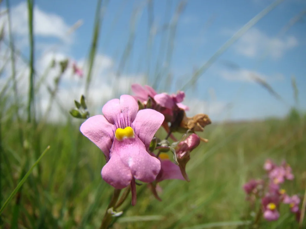 Nemesia fruticans