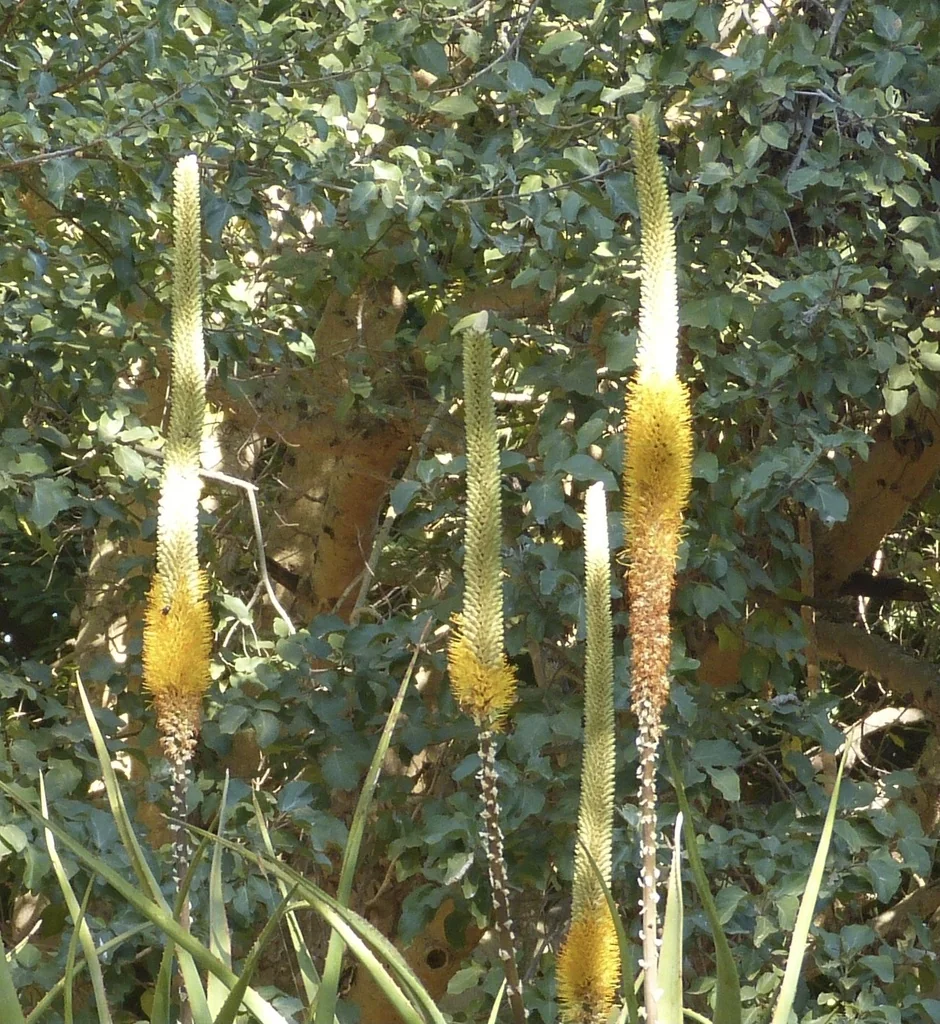 Aloe Spicata