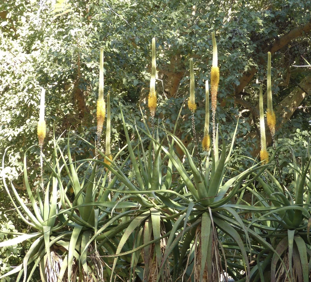 Aloe Spicata