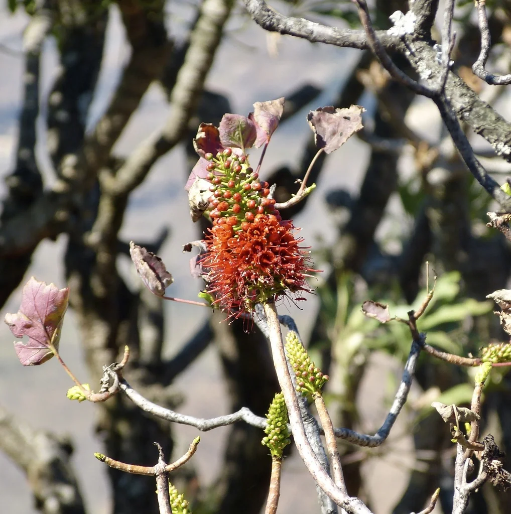 Greyia Sutherlandii