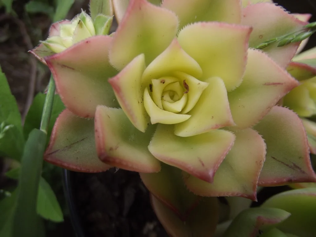 Aeonium Haworthii