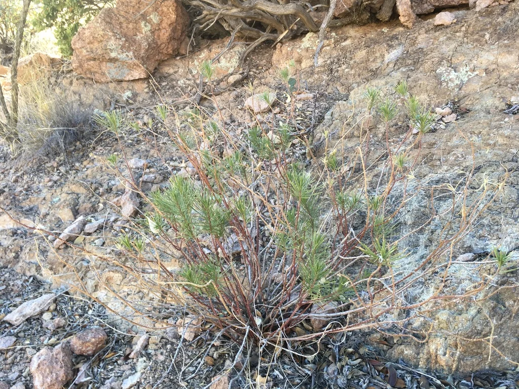 Asclepias Linaria
