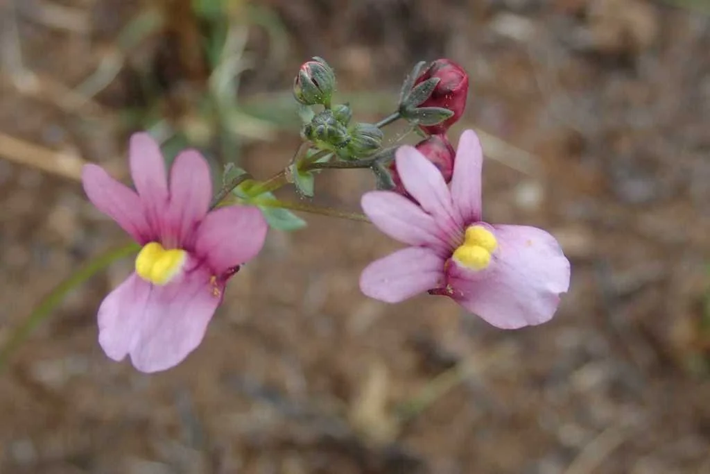 Nemesia fruticans