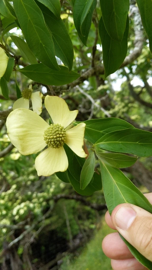Cornus Capitata