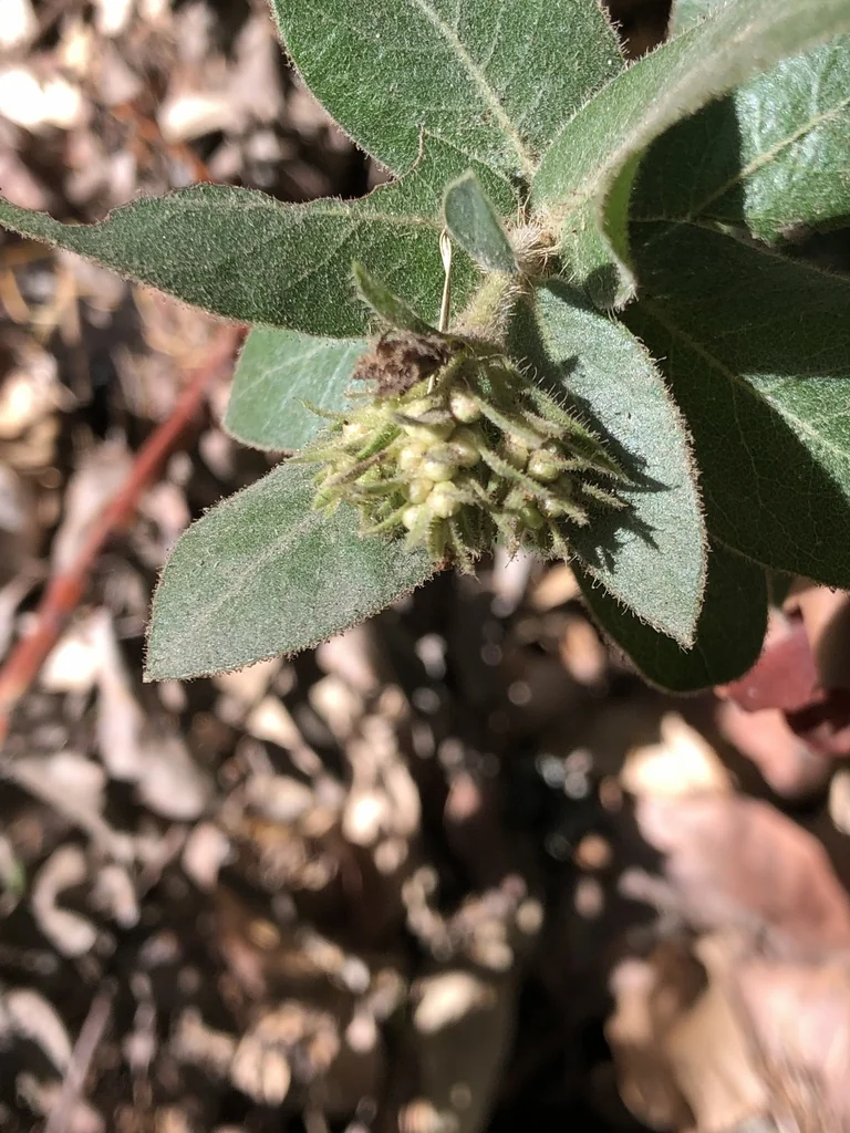 Arctostaphylos Regismontana