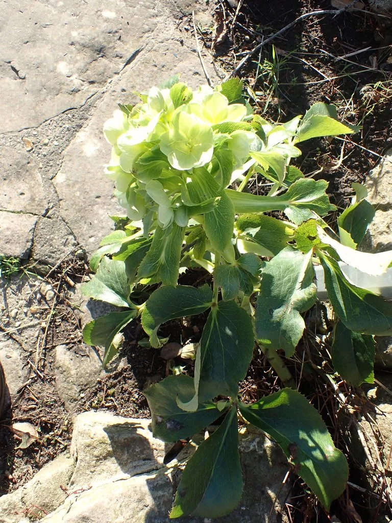 Helleborus Argutifolius