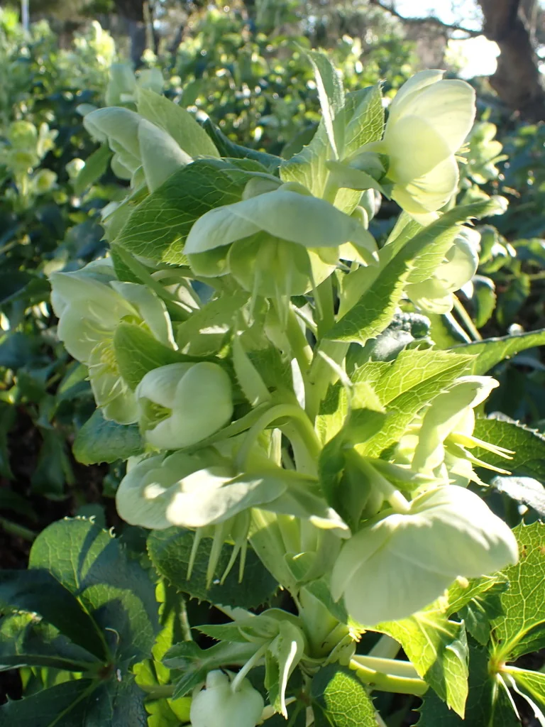 Helleborus Argutifolius
