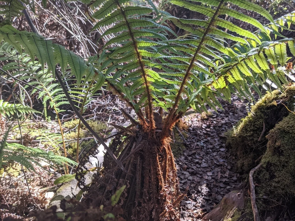 Dryopteris wallichiana