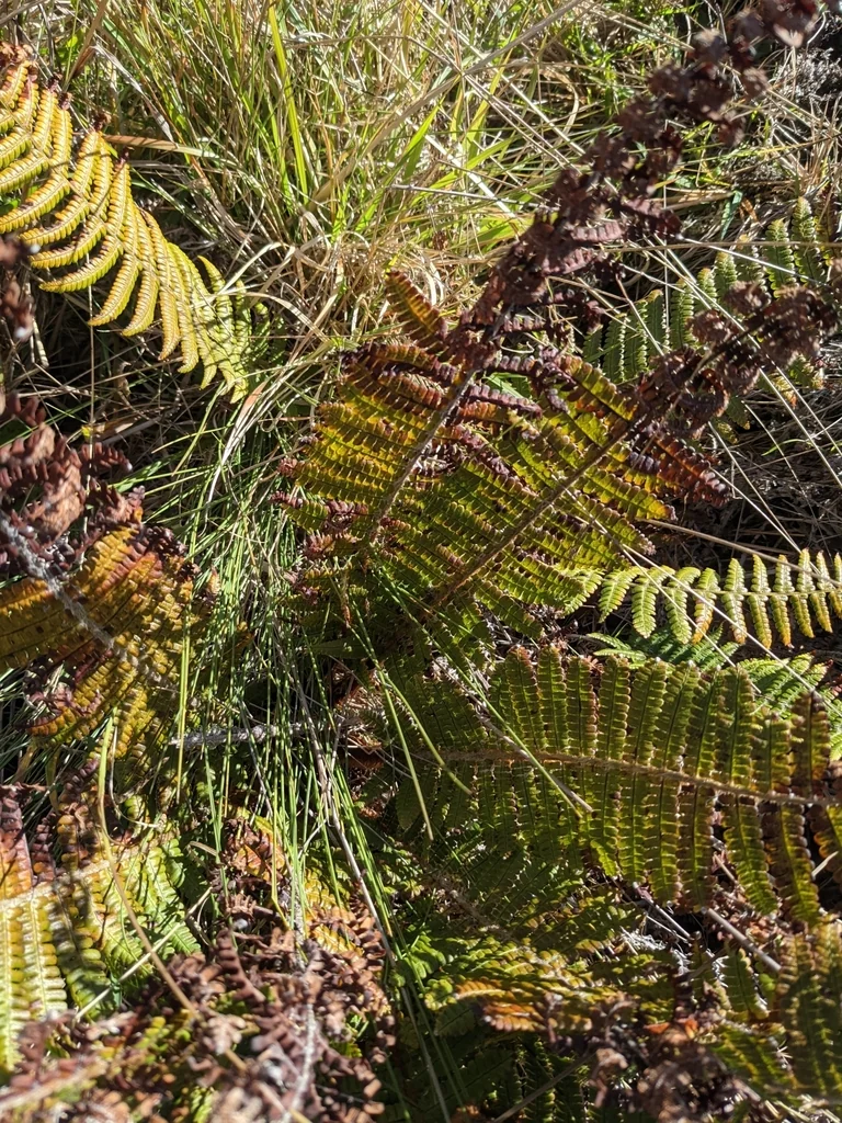 Dryopteris wallichiana