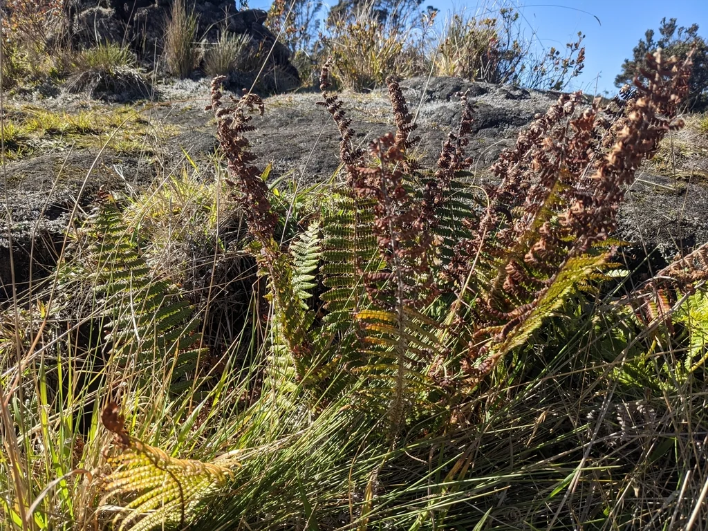 Dryopteris wallichiana