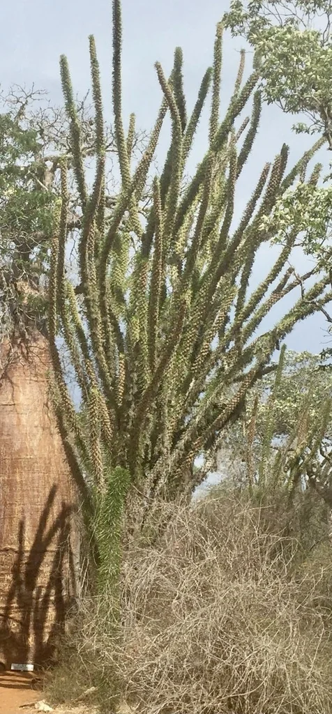 Alluaudia Procera