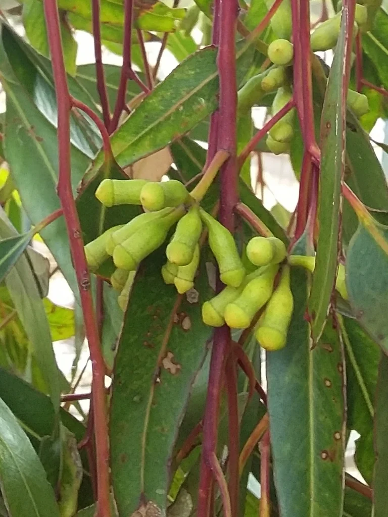 Eucalyptus Cladocalyx