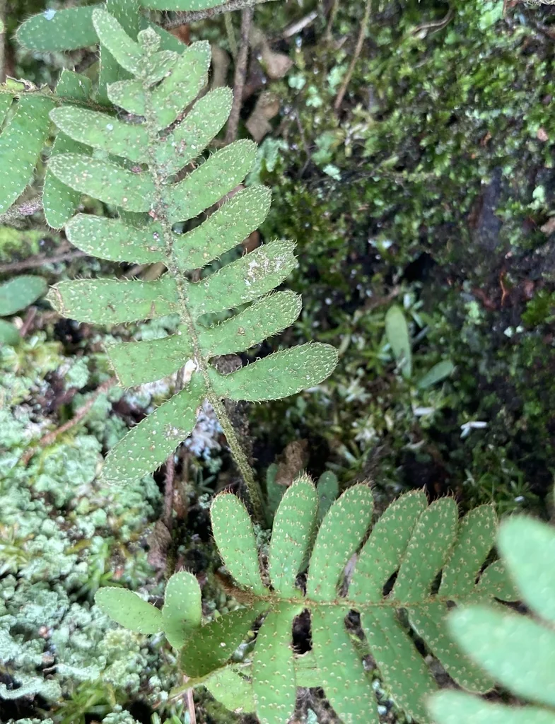 Pleopeltis polypodioides