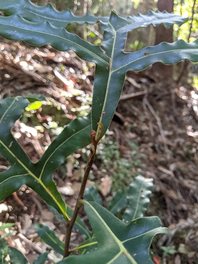 Stenocarpus Sinuatus