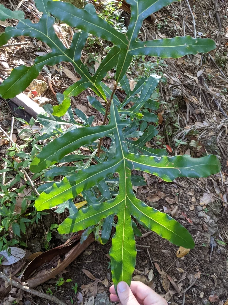 Stenocarpus Sinuatus