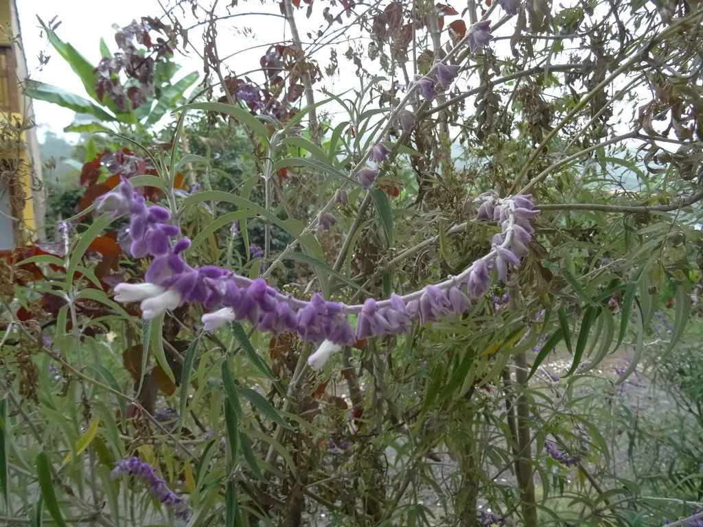Salvia Leucantha