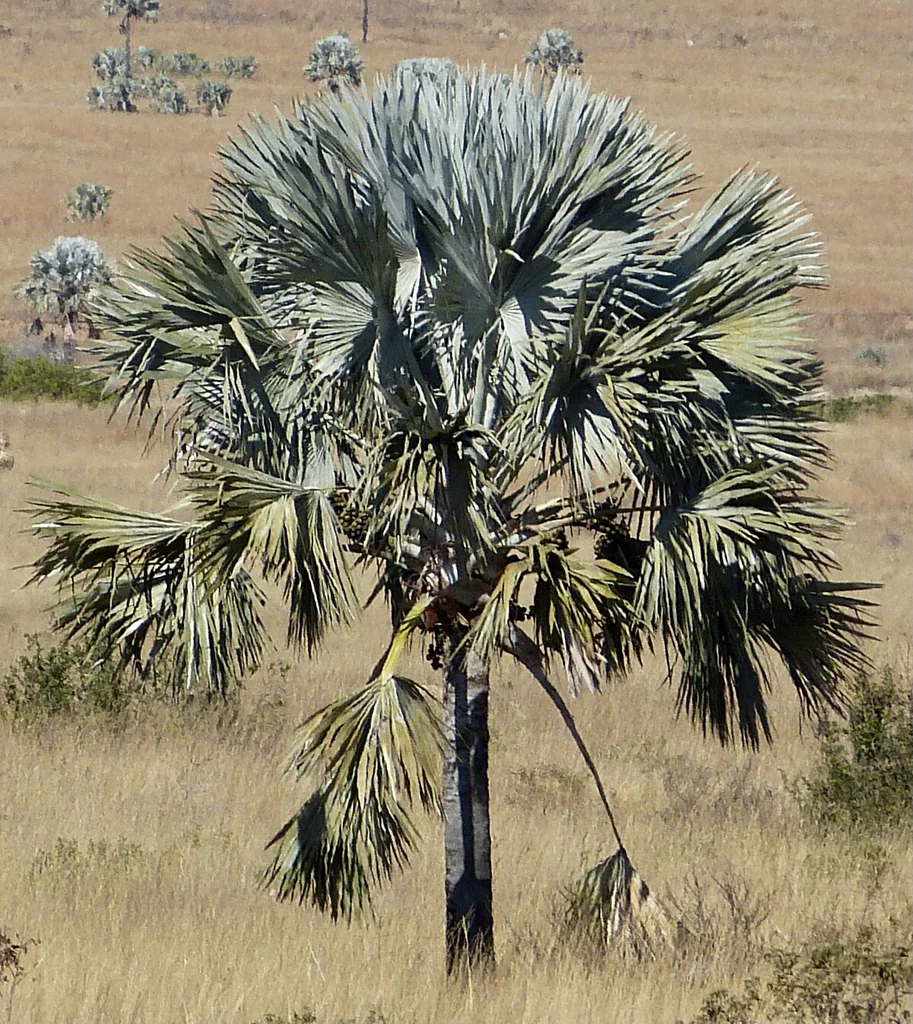 Bismarckia Nobilis