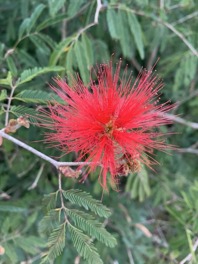 Calliandra Tweedii