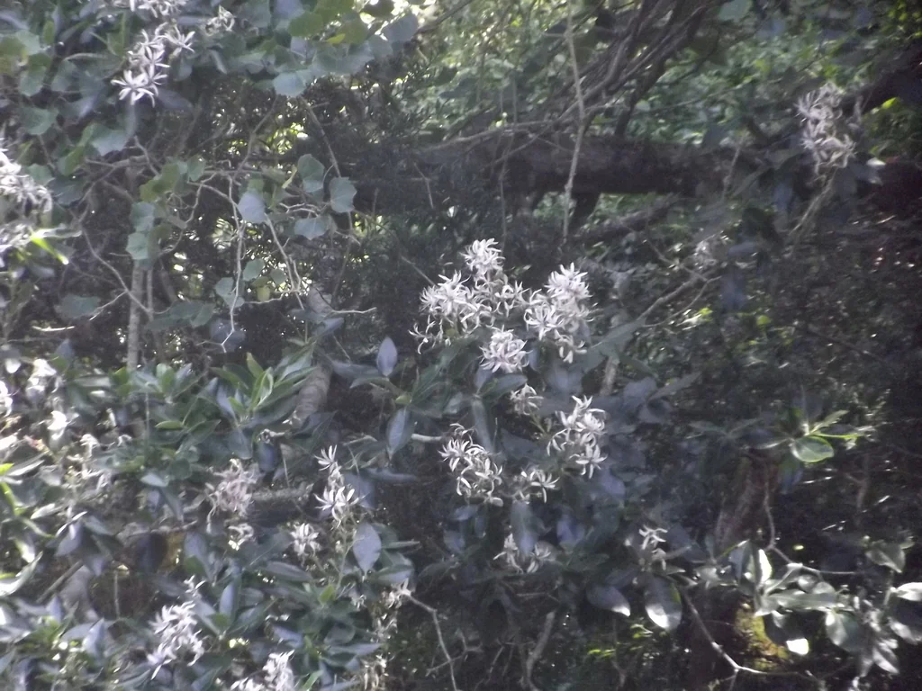 Calodendrum Capense