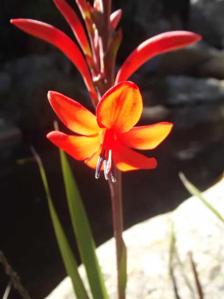 Watsonia Pillansii