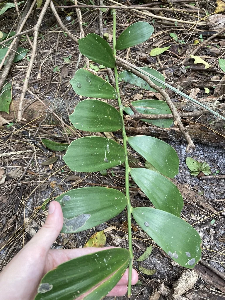 Zamia Furfuracea