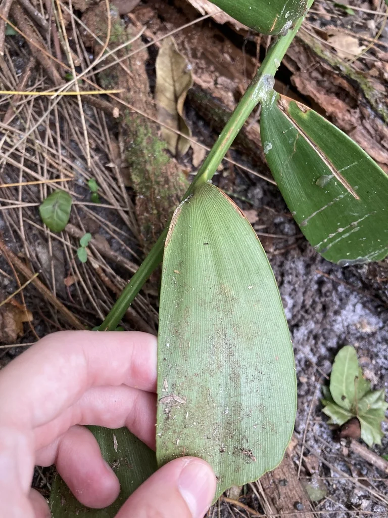 Zamia Furfuracea