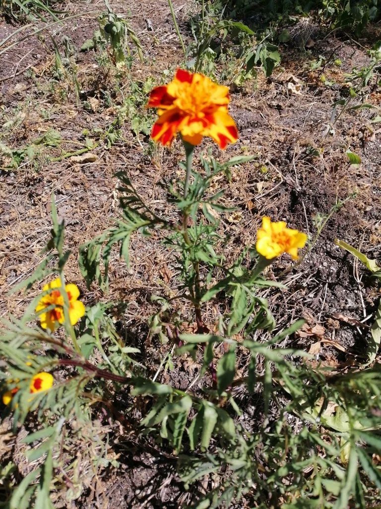 Tagetes Patula