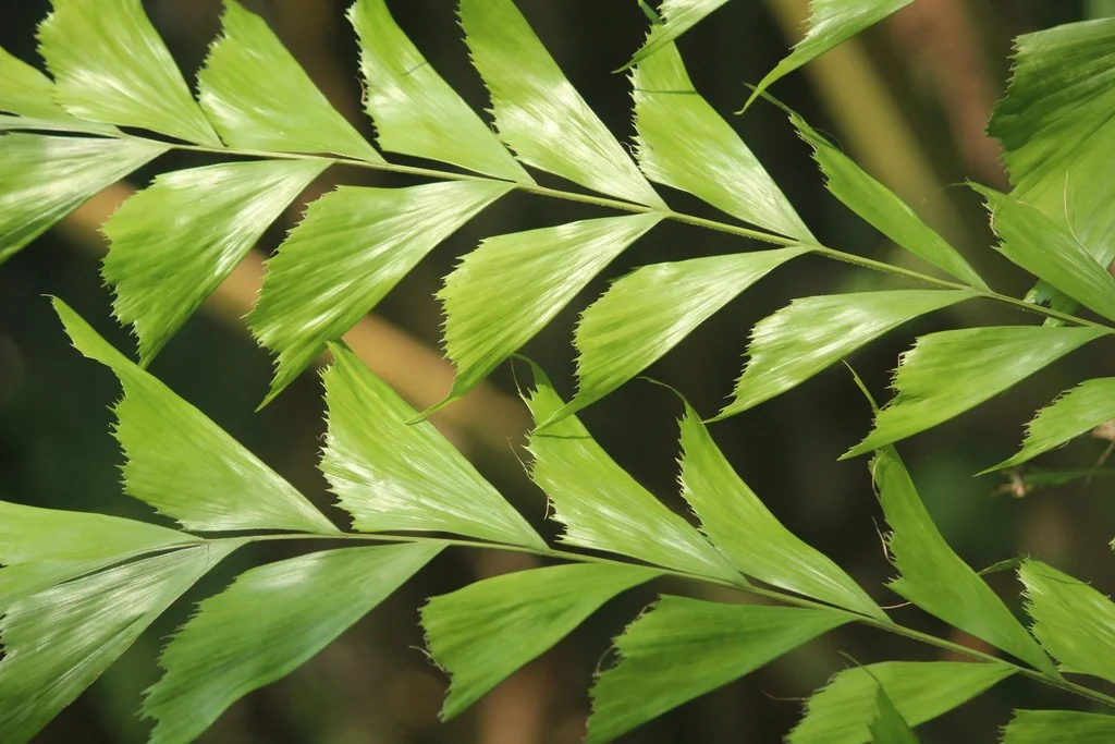 Caryota Urens