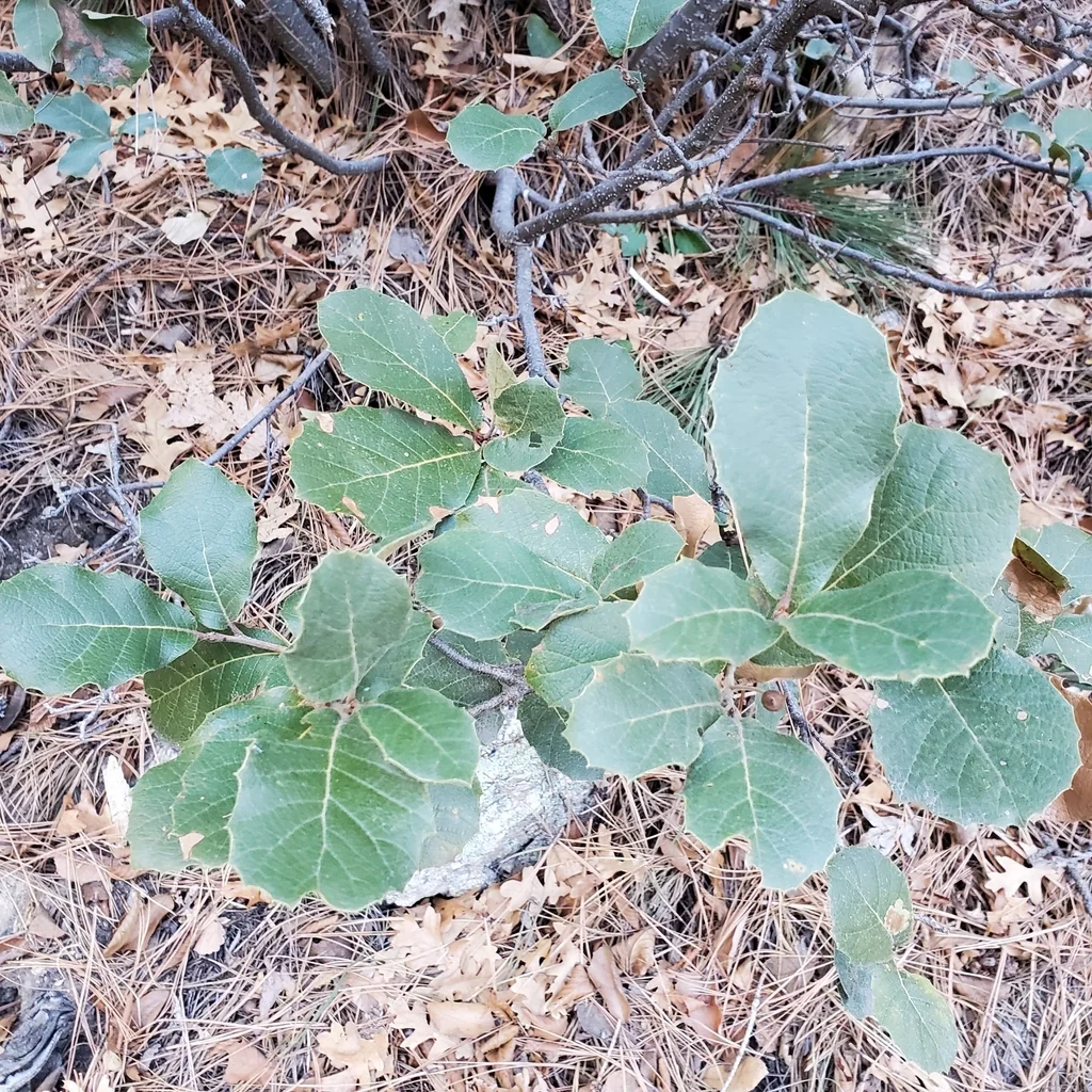 Quercus Rugosa