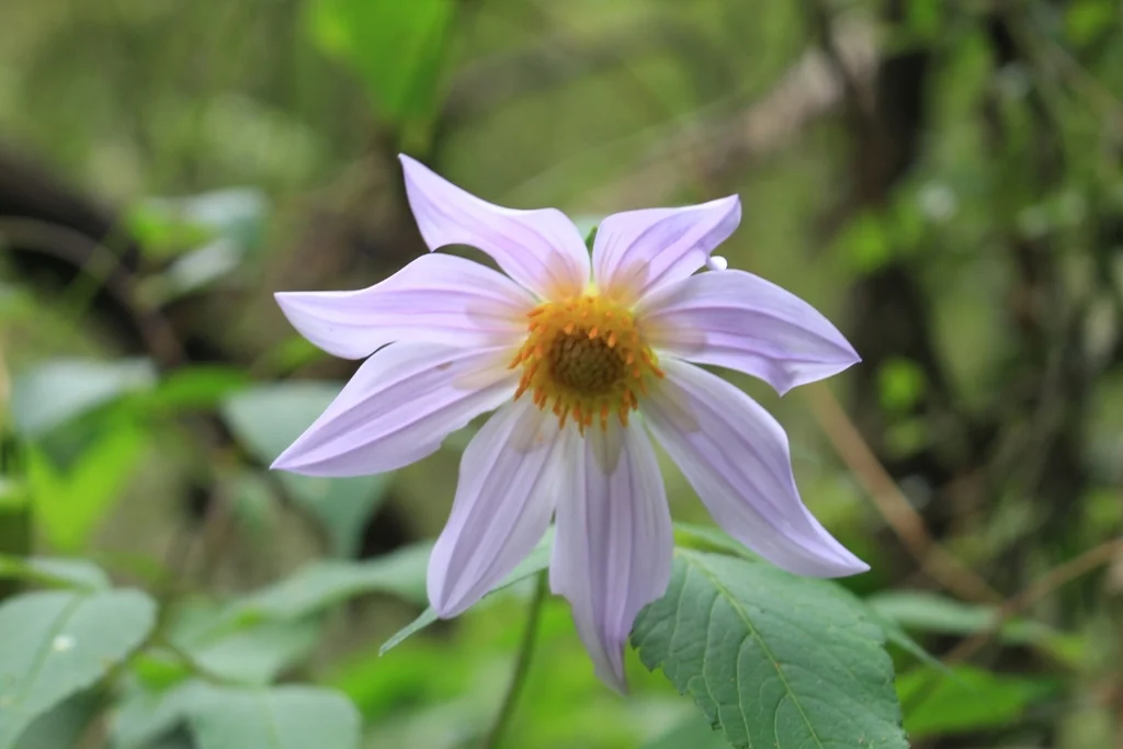 Dahlia Imperialis