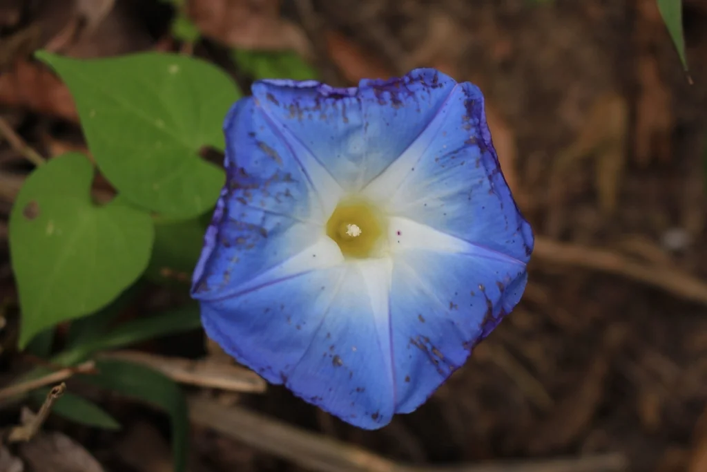 Ipomoea Tricolor