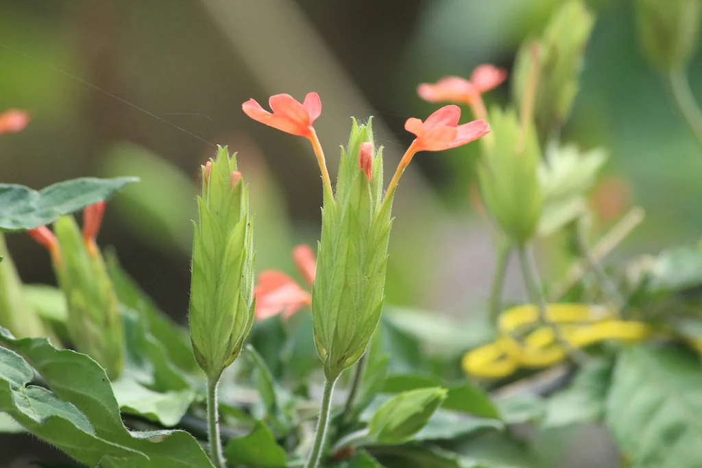 Crossandra Infundibuliformis