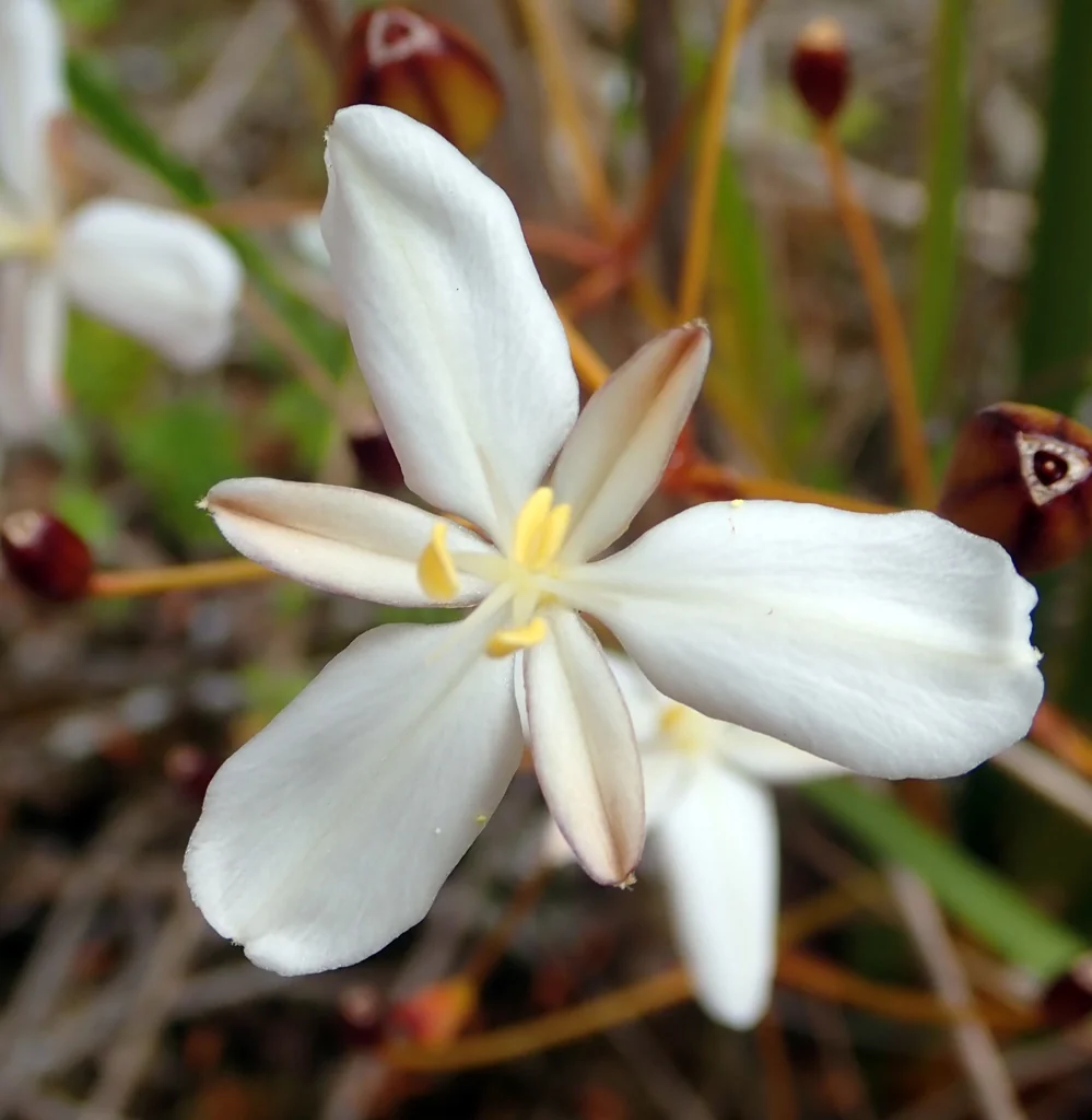 Libertia Peregrinans