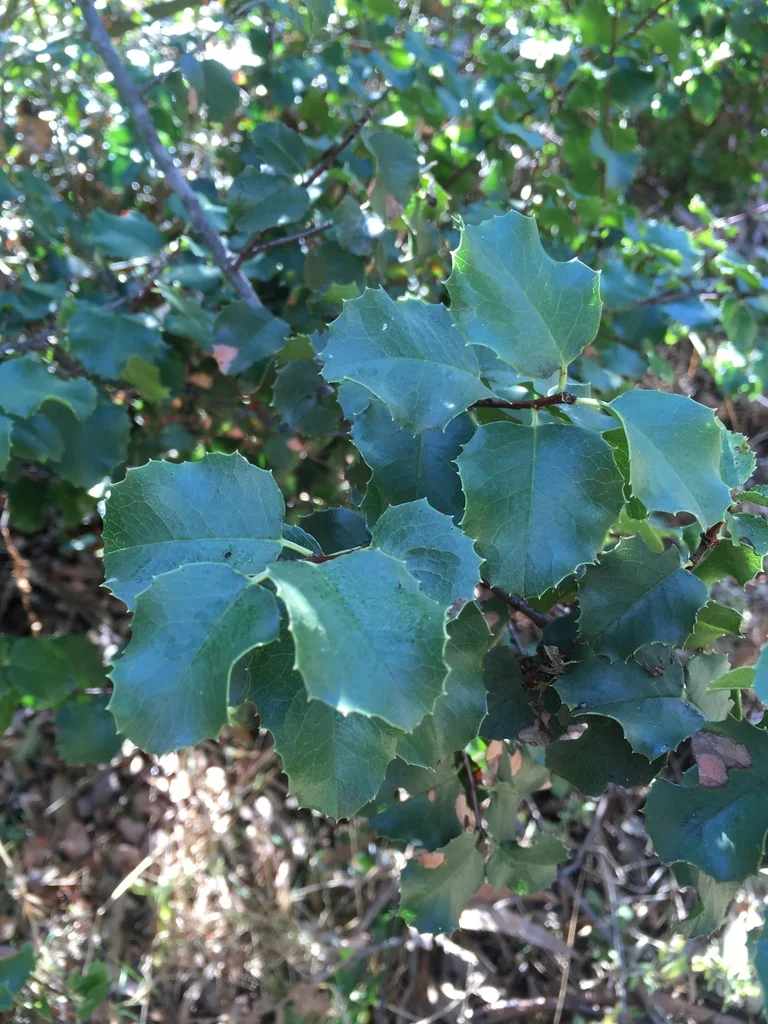 Prunus Ilicifolia Ssp. Ilicifolia