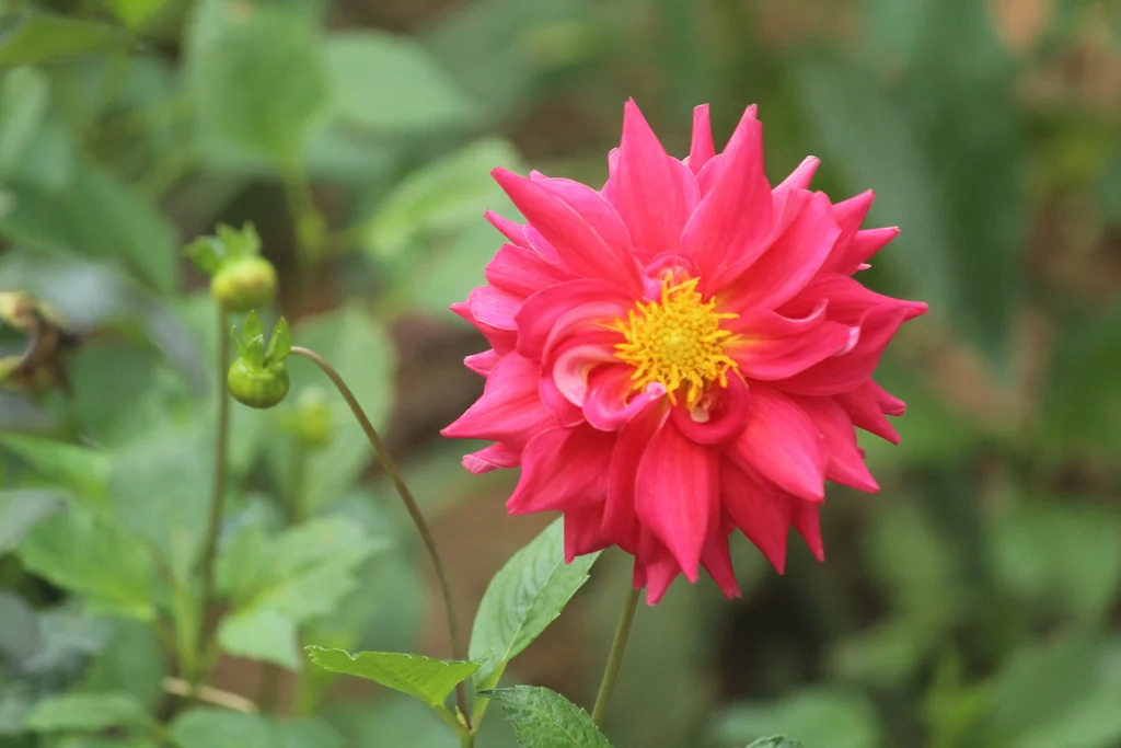 Dahlia variabilis