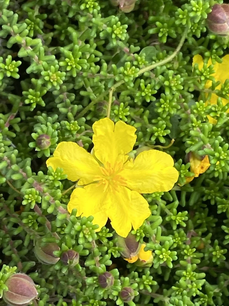 Hibbertia Vestita