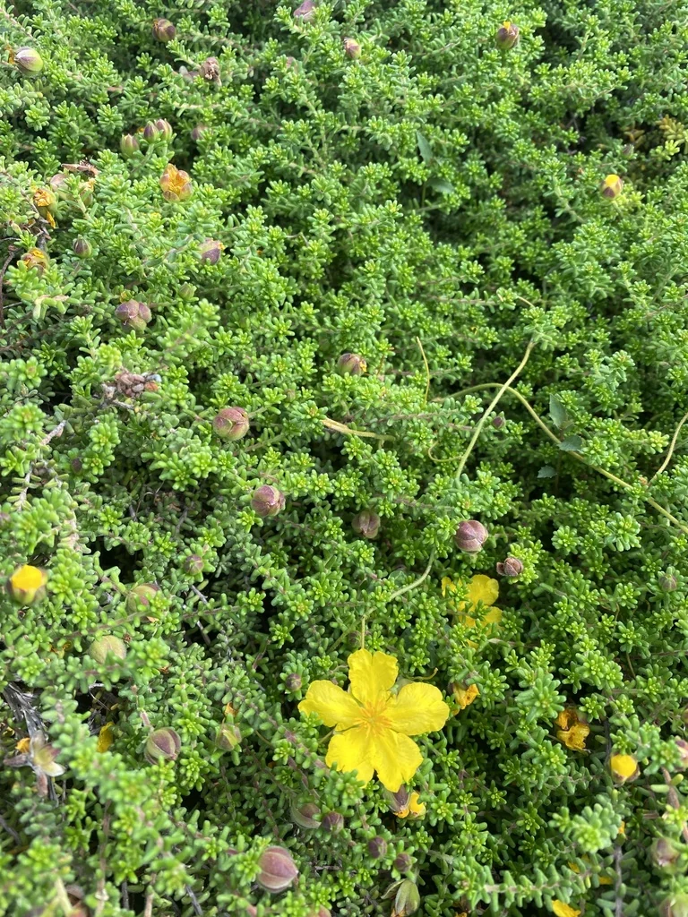 Hibbertia Vestita